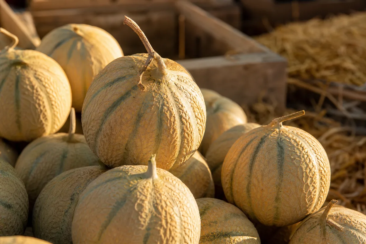 Bien choisir un melon mûr à l'étal